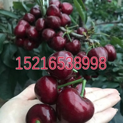 车厘子树苗大樱桃树苗塔玛拉科迪亚黄蜜美早俄罗斯矮化樱桃苗果苗图2
