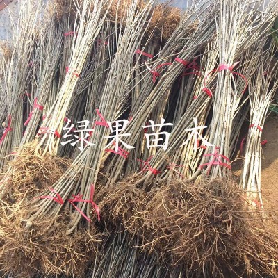 车厘子树苗大樱桃树苗塔玛拉科迪亚黄蜜美早俄罗斯矮化樱桃苗果苗图4