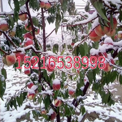 冬桃树苗 冬桃苗 晚熟桃 雪桃树苗 嫁接苗 果园种植 果树苗 基地图2