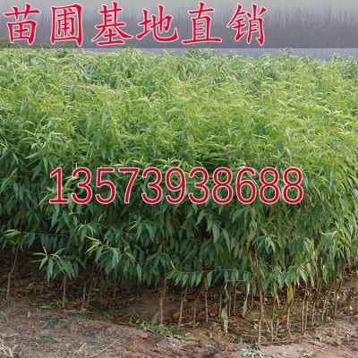 冬桃树苗 冬桃苗 晚熟桃 雪桃树苗 嫁接苗 果园种植 果树苗 基地图3