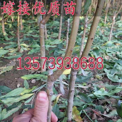冬桃树苗 冬桃苗 晚熟桃 雪桃树苗 嫁接苗 果园种植 果树苗 基地图4