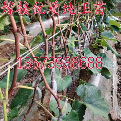 寒香蜜葡萄苗 嫁接苗盆栽地栽 果园种植 葡萄树苗 果树 基地 批发图4