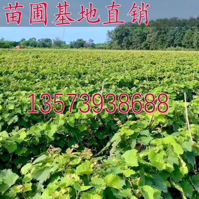 寒香蜜葡萄苗 嫁接苗盆栽地栽 果园种植 葡萄树苗 果树 基地 批发图3