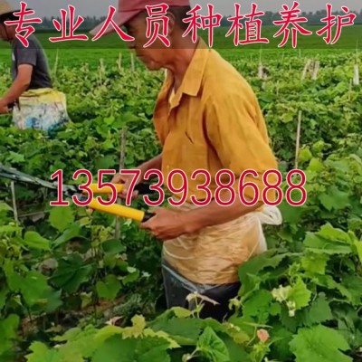 寒香蜜葡萄苗 嫁接苗盆栽地栽 果园种植 葡萄树苗 果树 基地 批发图2