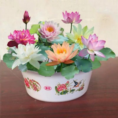 四季开花碗莲种子水培植物花卉室内庭院鱼缸水养藕苗荷花睡莲盆栽图3