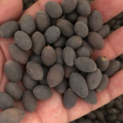四季开花碗莲种子水培植物花卉室内庭院鱼缸水养藕苗荷花睡莲盆栽图4