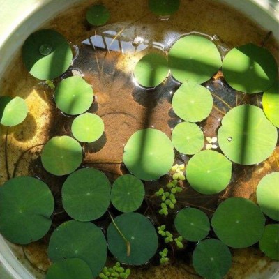 四季开花碗莲种子水培植物花卉室内庭院鱼缸水养藕苗荷花睡莲盆栽图5