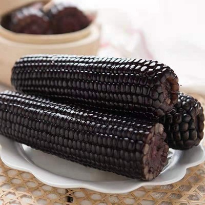 黑甜糯玉米种子黑糯玉米香甜糯玉米种鲜食苞米非转基因杂交黑玉米图3