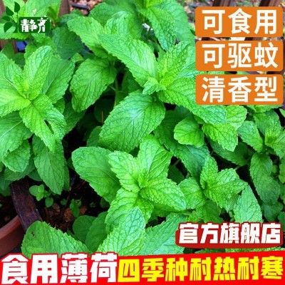 薄荷种子盆栽可食用薄荷子种苗驱蚊留兰香阳台四季播种猫薄荷种孑图2