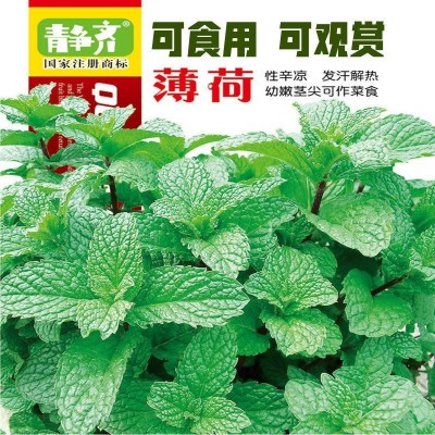薄荷种子盆栽可食用薄荷子种苗驱蚊留兰香阳台四季播种猫薄荷种孑图3