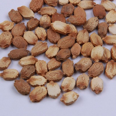 供应长绿苦瓜种子 高产阳台蔬菜种子 味微苦大棚早熟蔬菜种籽图4