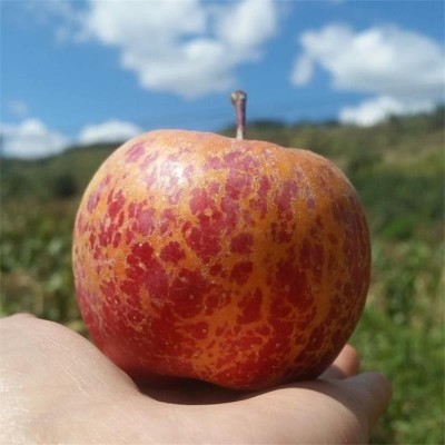 大凉山丑苹果新鲜水果整箱包邮没有冰糖心红富士丑苹果一件代发图3