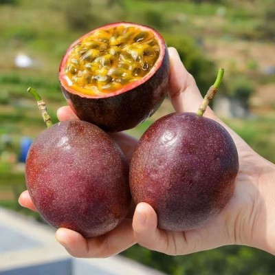 新鲜百香果5斤大果包邮特级当季水果云南广西紫皮原浆整箱批发价图3