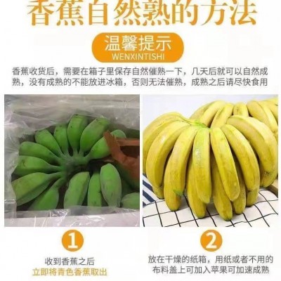 【日销】香蕉 皮薄肉厚 软糯香甜 产地直发图3
