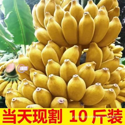 现摘广西小米蕉当季新鲜水果芭蕉苹果蕉自然熟香蕉整箱5/10斤包邮图3