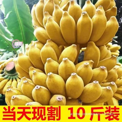 现摘广西小米蕉当季新鲜水果芭蕉苹果蕉自然熟香蕉整箱5/10斤包邮图4