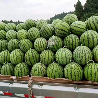 【包熟包甜】麒麟西瓜水果新鲜当季8424无籽大西瓜时令当季整箱图3