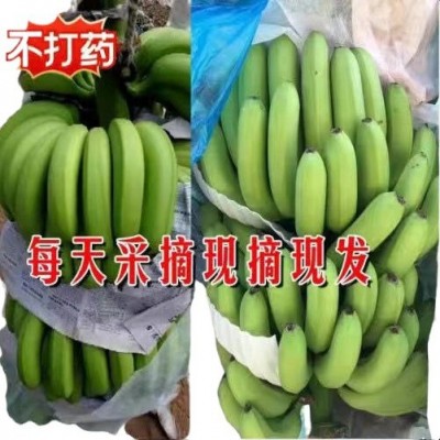 ly云南高山大香蕉10斤新鲜水果当季现摘芭蕉小米蕉甜香蕉整箱自然图5