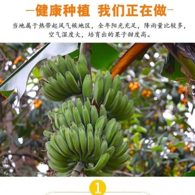 ly云南高山大香蕉10斤新鲜水果当季现摘芭蕉小米蕉甜香蕉整箱自然图2