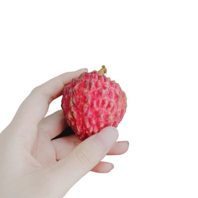ly老蝶的荔枝园之荔枝王 海南荔枝 海口荔枝王图2