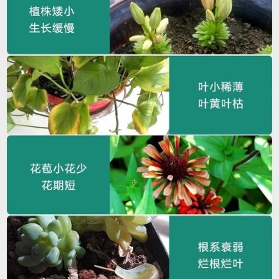 黄金肥通用型控释肥缓释肥观花植物颗粒肥催花绿叶生根壮苗大肥王图2
