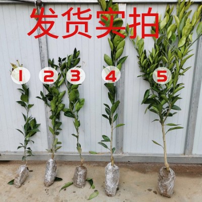 桔子苗橘子树苗沙糖砂糖桔树苗批发甜无籽无核嫁接柑桔苗果园庭院图2