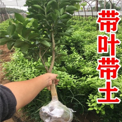 桔子苗橘子树苗沙糖砂糖桔树苗批发甜无籽无核嫁接柑桔苗果园庭院图4