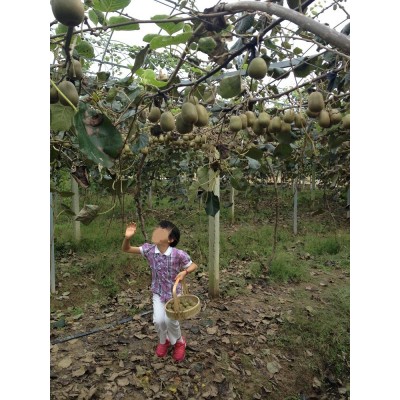 猕猴桃苗嫁接苗批发宗正南北方种植盆栽地栽基地果树苗当年结果大图3