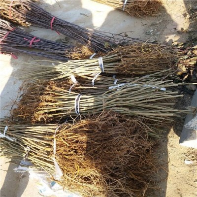 桑树苗果园基地销售果树大全庭院红果桑葚现挖原土嫁接产量易活高图3