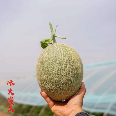 【冰火蜜瓜】新疆哈密瓜新鲜甜脆蜜瓜现摘吐鲁番西州蜜瓜包邮图4