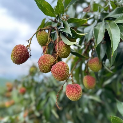 ly西双版纳新鲜现摘黄肉妃子笑荔枝傣荔纯甜5斤礼盒糯米罂糍白糖图3