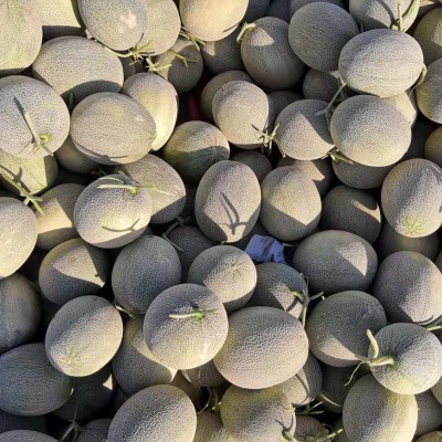ly新疆哈密瓜吐鲁番西州蜜25号当季新鲜水果整箱10斤包邮图2