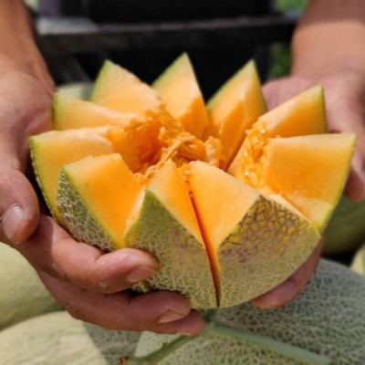 ly新疆哈密瓜吐鲁番西州蜜25号当季新鲜水果整箱10斤包邮图4