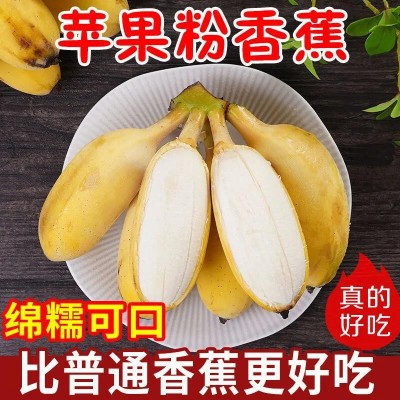 ly广西苹果蕉香蕉新鲜9斤自然熟当季整箱水果粉蕉小芭蕉包邮1图3