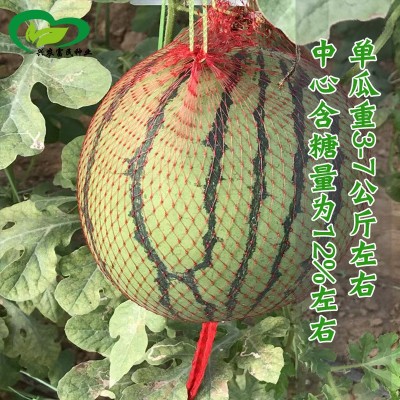 冰糖麒麟西瓜种子 农田菜地早熟皮薄不易裂瓜耐运输脆甜沙西瓜籽图3