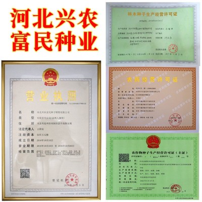 冰糖麒麟西瓜种子 农田菜地早熟皮薄不易裂瓜耐运输脆甜沙西瓜籽图2