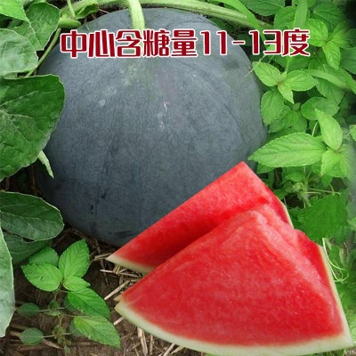 无籽黑懒汉西瓜种子 中早熟易坐果皮薄甜脆多汁黑皮无籽西瓜籽图2