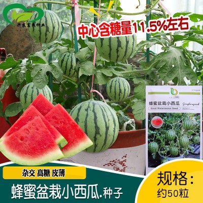 蜂蜜盆栽小西瓜种子 农田菜园庭院作物水果红壤小西瓜籽图2