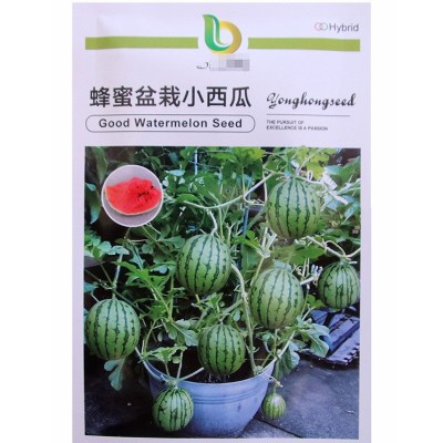 蜂蜜盆栽小西瓜种子 农田菜园庭院作物水果红壤小西瓜籽图5