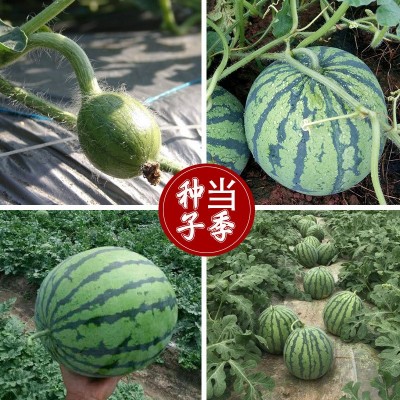 早佳8424西瓜种子 农田菜园早熟杂交甜脆圆西瓜种子 水果西瓜种子图2