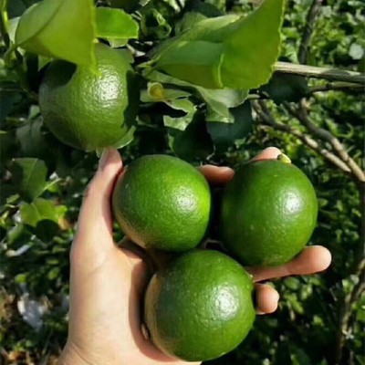 【重庆香水青柠檬】当季新鲜水果香味浓郁10斤非安岳黄柠檬代发图3