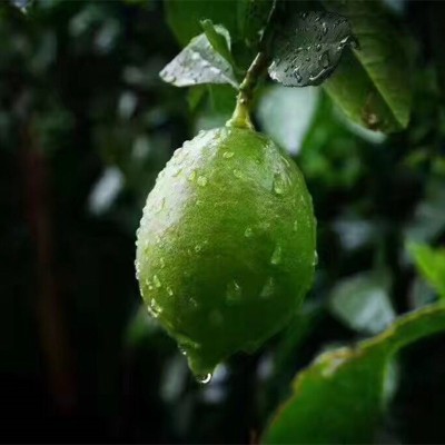 【重庆香水青柠檬】当季新鲜水果香味浓郁10斤非安岳黄柠檬代发图4