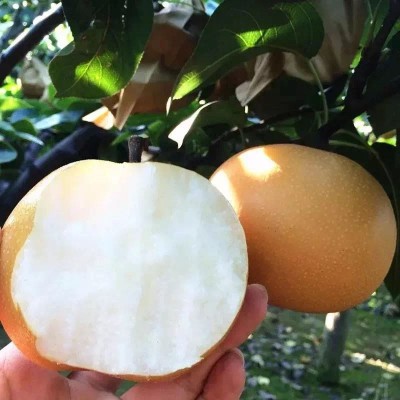 【山东网红秋月梨蜜梨】王牌级别酥梨爆汁细腻5斤新鲜水果代发图3