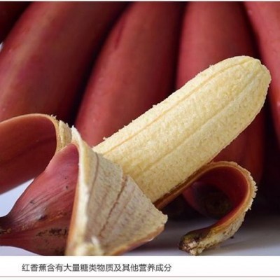 包邮广西红蕉美人蕉新鲜采现摘发货3斤5斤装坏包赔【生蕉发货】图3