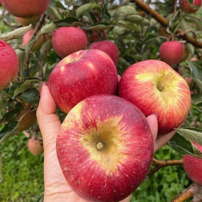 云南昭通高山红露苹果5斤 新鲜水果应季现摘现发装饰图4