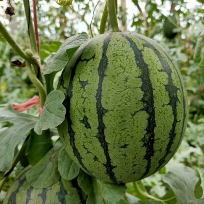 西瓜2K手撕糖丸小西瓜当季鲜果皮薄肉脆5斤新鲜水果一件代发图2