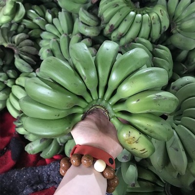 广西小米蕉新鲜带箱10斤 新鲜水果 广西小米蕉非香蕉蕉芭蕉酸图3