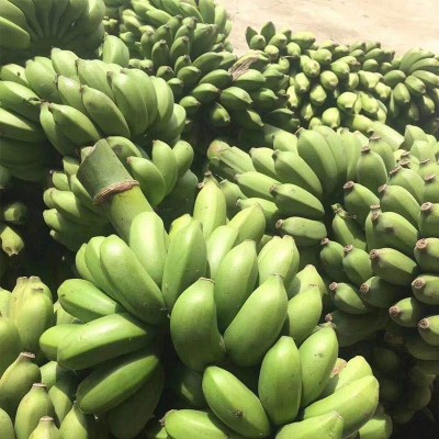 广西小米蕉新鲜带箱10斤 新鲜水果 广西小米蕉非香蕉蕉芭蕉酸图2