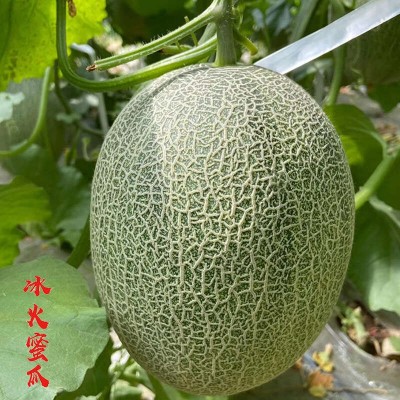 新疆吐鲁番西州蜜25号密瓜 脆甜多汁 新疆哈密瓜图4