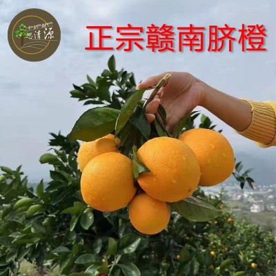 当季水果橙子 正宗赣南脐橙江西原产地现摘现发手剥赣南脐橙橙子图3